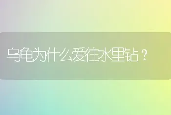 乌龟为什么爱往水里钻？