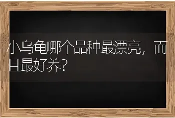 小乌龟哪个品种最漂亮，而且最好养？