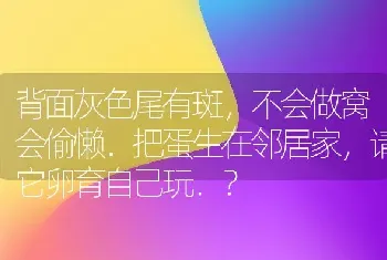 背面灰色尾有斑，不会做窝会偷懒．把蛋生在邻居家，请它卵育自己玩．？