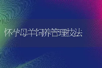 怀孕母羊饲养管理技法