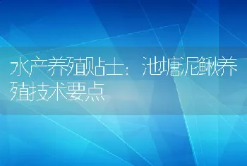 水产养殖贴士：池塘泥鳅养殖技术要点