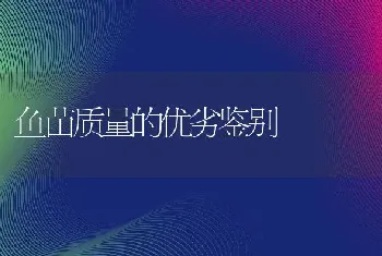 鱼苗质量的优劣鉴别