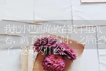 我把小巴西龟放在我手里趴着，趴了半个小时，之后它哭了，这是为什么？