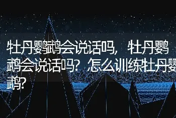 牡丹鹦鹉会说话吗，牡丹鹦鹉会说话吗？怎么训练牡丹鹦鹉？