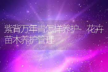 紫背万年青怎样养护-花卉苗木养护管理