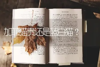 加菲猫贵还是蓝白猫？