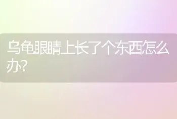 乌龟眼睛上长了个东西怎么办？