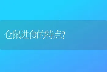 仓鼠进食的特点？