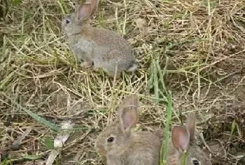 种公野兔的饲养管理方法