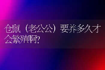 仓鼠（老公公）要养多久才会繁殖啊？