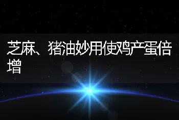 芝麻、猪油妙用使鸡产蛋倍增