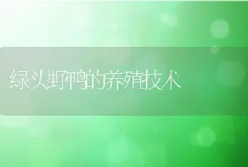 绿头野鸭的养殖技术