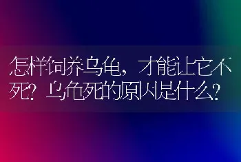 怎样饲养乌龟，才能让它不死？乌龟死的原因是什么？