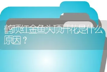 鹤顶红金鱼头顶开花是什么原因？