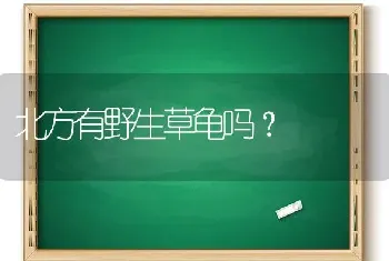 为什么布偶猫那么笨？