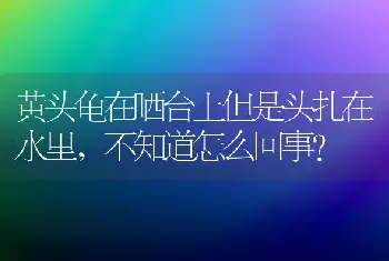 黄头龟在晒台上但是头扎在水里，不知道怎么回事？