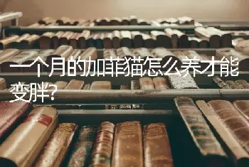 一个月的加菲猫怎么养才能变胖？