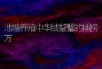 池塘养殖中华绒螯蟹的捕捞方