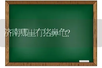 济南哪里有猪鼻龟？