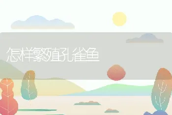 怎样繁殖孔雀鱼