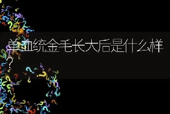 单血统金毛长大后是什么样？