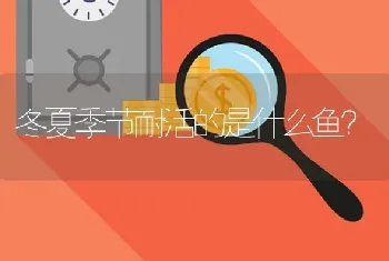 冬夏季节耐活的是什么鱼？