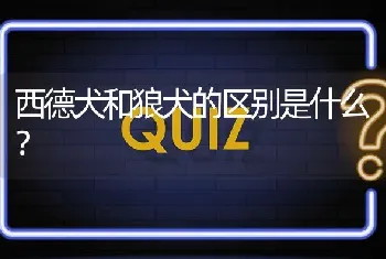 西德犬和狼犬的区别是什么？