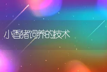 种母兔的养殖规程