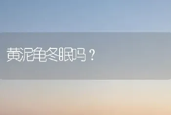 黄泥龟冬眠吗？