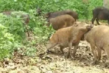 实用野猪养殖技术