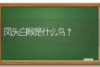 凤头白喉是什么鸟？