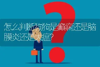 怎么判断狗狗是癫痫还是脑膜炎还是犬瘟？