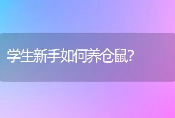 学生新手如何养仓鼠？