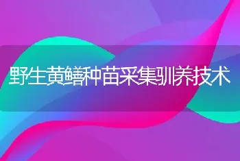 野生黄鳝种苗采集驯养技术