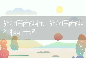 狗狗智商排行，狗狗智商排行榜前十名