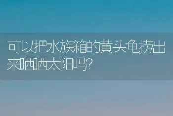 可以把水族箱的黄头龟捞出来晒晒太阳吗？