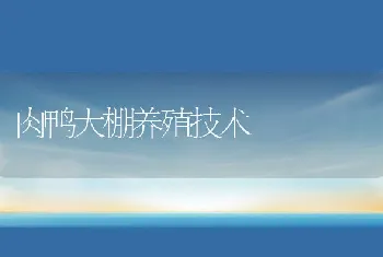 肉鸭大棚养殖技术