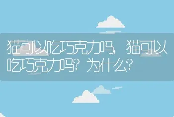 猫可以吃巧克力吗，猫可以吃巧克力吗？为什么？