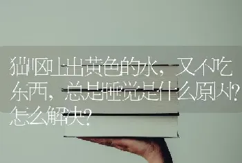 猫呕吐出黄色的水，又不吃东西，总是睡觉是什么原因?怎么解决？