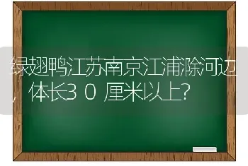 绿翅鸭江苏南京江浦滁河边，体长30厘米以上？