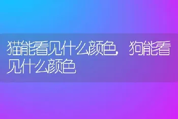 猫能看见什么颜色，狗能看见什么颜色