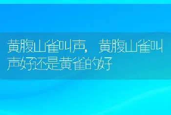 黄腹山雀叫声，黄腹山雀叫声好还是黄雀的好