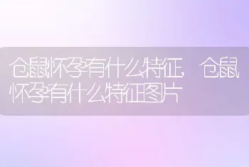 仓鼠怀孕有什么特征，仓鼠怀孕有什么特征图片