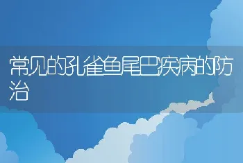 常见的孔雀鱼尾巴疾病的防治