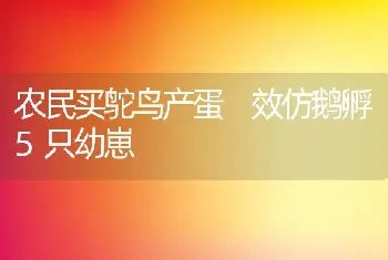 农民买鸵鸟产蛋 效仿鹅孵5只幼崽