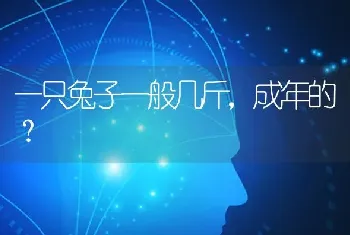 一只兔子一般几斤，成年的？