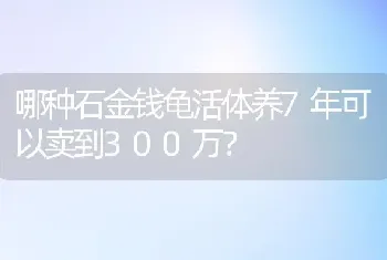 哪种石金钱龟活体养7年可以卖到300万？