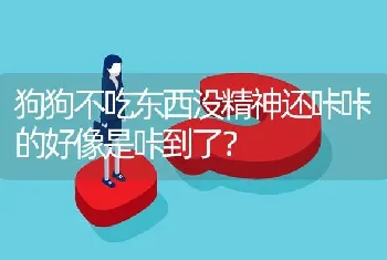 狗狗不吃东西没精神还咔咔的好像是咔到了？