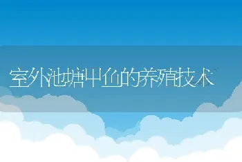 室外池塘甲鱼的养殖技术