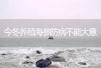 今冬养殖海参防病不能大意